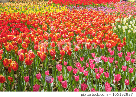 常陸那珂海濱公園盛開的鬱金香 105192957