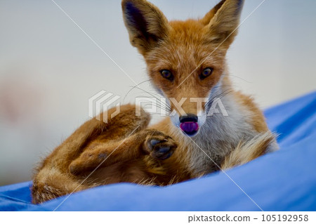 一隻住在港口小鎮的狐狸 105192958