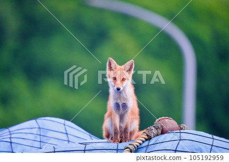 一隻住在港口小鎮的狐狸 105192959