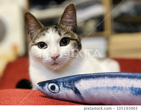 Cat indifferent to realistic fish toy Cat indifferent to realistic fish toy 105193003