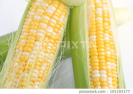 Corn (Dolce Dream) 105193177
