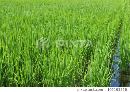 Paddy fields with greenery in early summer 105193256