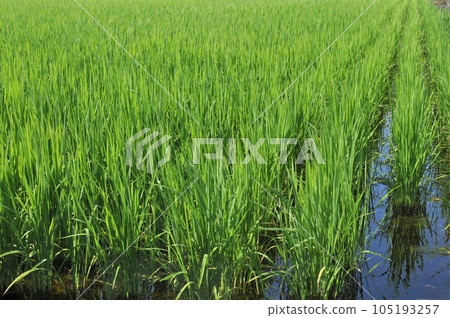 Paddy fields with greenery in early summer 105193257
