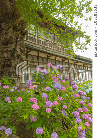 宮城縣小古田市山神社的繡球花 105193639