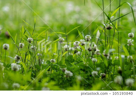 White cloud White cloud 105193840