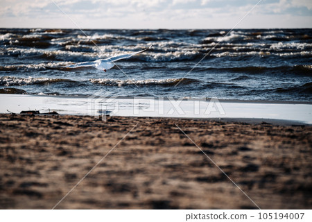 Black-headed gull flies over the sea surface with waves. Watching seagulls becomes one of the elements of a relaxing holiday on the beach. Black-headed gull flies over the sea surface with waves. Watching seagulls becomes one of the elements of a relaxing holiday on the beach. 105194007