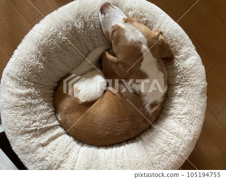 Sleeping dog 105194755