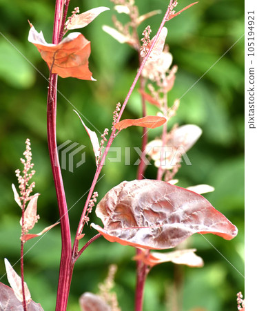 Escape of a red garden edible quinoa 105194921