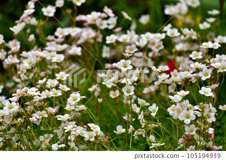 Saxifraga granulata is an ornamental herbaceous plant used for landscaping gardens. 105194939