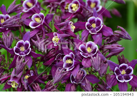 Beautiful purple Aquilegia flower on nature background closeup Beautiful purple Aquilegia flower on nature background closeup 105194943