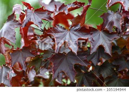 Acer platanoides is a Norway Maple Royal red 105194944