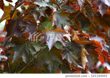Acer platanoides is a Norway Maple Royal red Acer platanoides is a Norway Maple Royal red 105194945