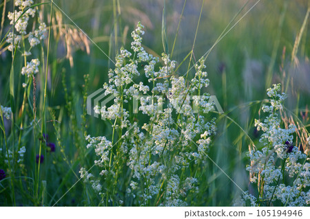 Galium boreale - meadow plant in Russia 105194946