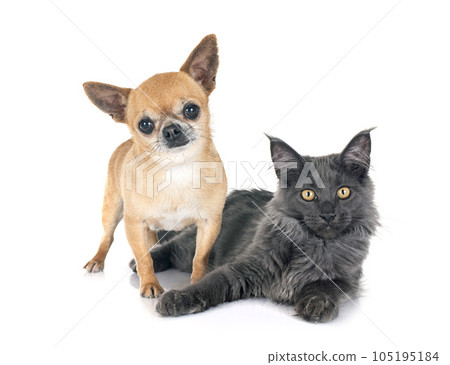 maine coon kitten and chihuahua 105195184