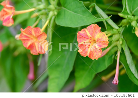 奧斯陸燃燒器 奧斯陸燃燒器 105195601