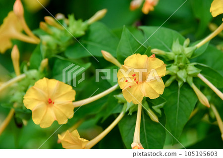 Osloi burner Osloi burner 105195603