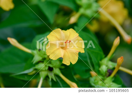 奧斯陸燃燒器 奧斯陸燃燒器 105195605