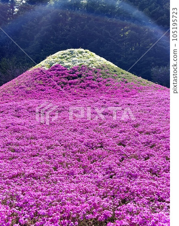Mt. Fuji on Shibaura cherry tree 105195723