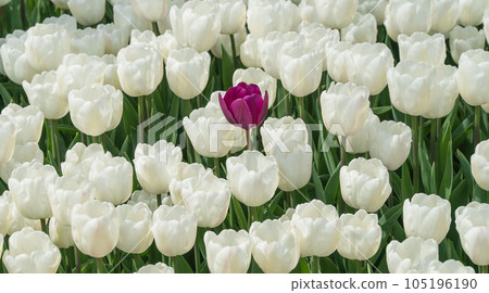 A purple tulip standing out among white tulips, creating a contrast scene. Concept for diversity and inclusion. A purple tulip standing out among white tulips, creating a contrast scene. Concept for diversity and inclusion. 105196190