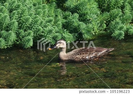 斑嘴鴨在美麗的綠色水生植物背景下游泳 105196223