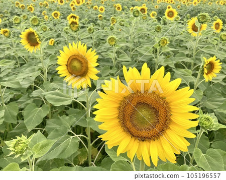 sunflower sunflower 105196557