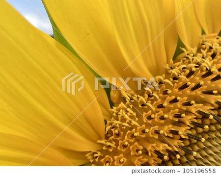 Sunflower up Sunflower up 105196558