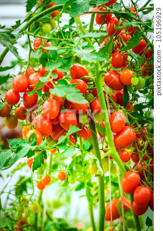 bunch of natural tomatoes 105196929