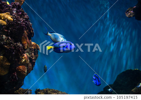 Swimming among the corals is a blue Palette surgeonfish fish, which has become the image of the Dory Fish. Swimming among the corals is a blue Palette surgeonfish fish, which has become the image of the Dory Fish. 105197415