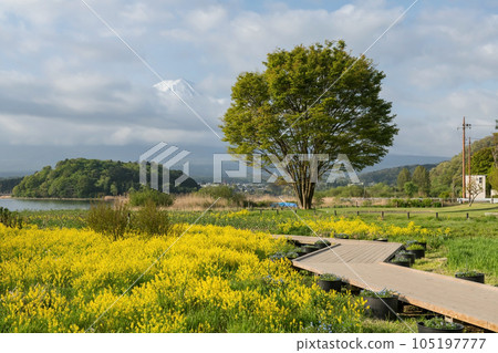 Oishi park with canola flower, tree , mount fuji at Kawaguchiko lake 105197777