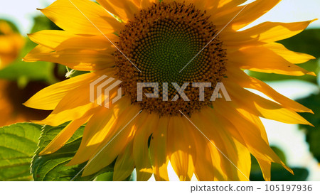 Large bright yellow sunflower flower in the field. Blooming sunflower 105197936