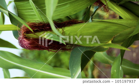 Ripe green ear of corn on the trunk of a corn plant. Vertical video 105197937