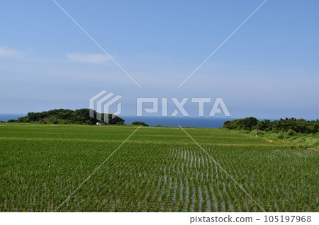 新潟六月佐渡的稻田 新潟六月佐渡的稻田 105197968