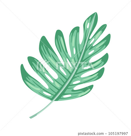 joepii philodendron 30 cm Philodendron Joepii House Plant 17 cm Pot main image 1