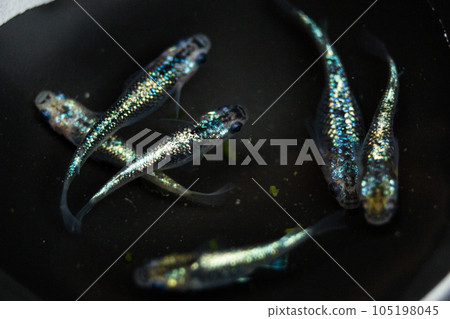 Medaka Noda Medaka Noda 105198045