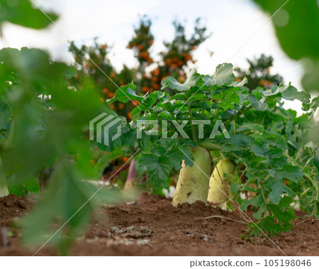 solo camp camp 105198046