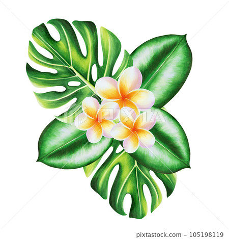 Watercolor realistic tropical illustration of plumeria flowers with monstera leaves isolated on white background. Beautiful botanical hand painted frangipani. For designers, spa decoration, postcards Watercolor realistic tropical illustration of plumeria flowers with monstera leaves isolated on white background. Beautiful botanical hand painted frangipani. For designers, spa decoration, postcards 105198119