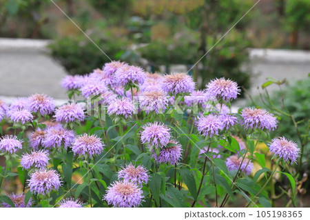 Mint or Monarda 105198365
