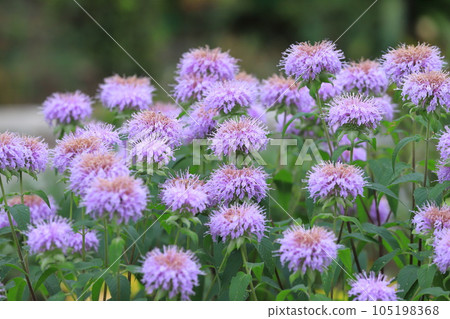 Mint or Monarda Mint or Monarda 105198368