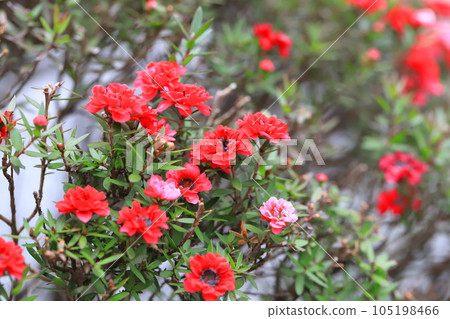 Manuka plum blossoms 105198466