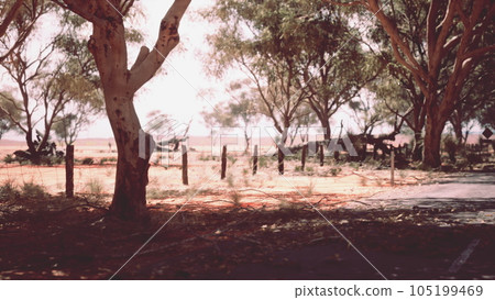 Eucalyptus forest plantation and empty highway in Brazil 105199469