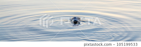 Seal pocking his head out of the water to look. 105199533