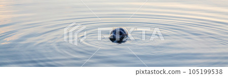 Seal pocking his head out of the water to look. 105199538