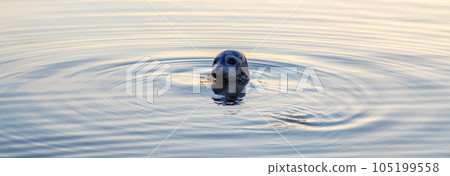 Seal pocking his head out of the water to look. 105199558