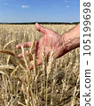Wheat sprouts in a farmer's hand.Farmer Walking Through Field Checking Wheat Crop 105199698