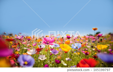 Colourful wild flowers in the grass with copy space blooming, various colored flowers meadow with blue sky background 105199797