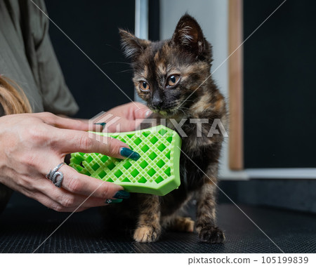 Woman brushing cute spotted kitten with silicone brush.  105199839