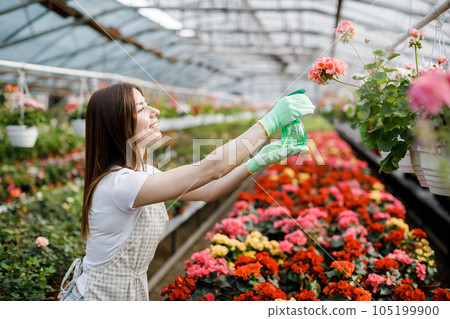 Young woman florist spraying water on houseplants in flower pots by sprayer. Closeup of female gardener sprinkles flowers using spray bottle. Young woman florist spraying water on houseplants in flower pots by sprayer. Closeup of female gardener sprinkles flowers using spray bottle. 105199900
