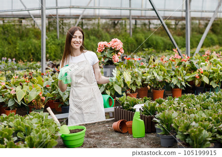Young woman florist spraying water on houseplants in flower pots by sprayer. Closeup of female gardener sprinkles flowers using spray bottle. 105199915
