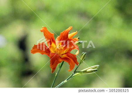 甘草 甘草 105200325