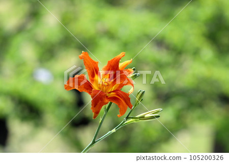 甘草 甘草 105200326